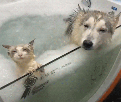 bains animaux