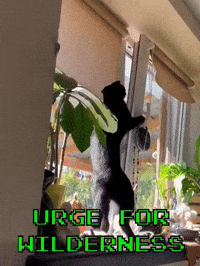 Pet GIF by Flickplay