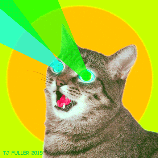 Cat GIF by TJ Fuller