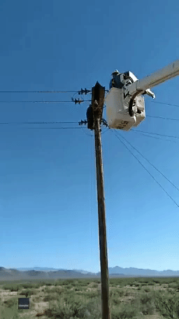 Linemen Save Bear Cub Who Climbed High-Voltage Utility Pole