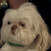 hyperrpg reaction cute dog mrw GIF