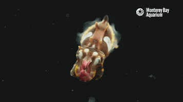 Marine Life Swimming GIF by Monterey Bay Aquarium