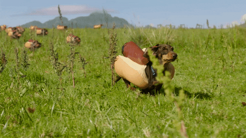 GIF by Heinz Ketchup