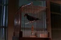 season 1 GIF by Twin Peaks on Showtime