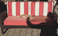 shadow GIF by AFV Pets