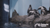 african penguin bird GIF by Monterey Bay Aquarium