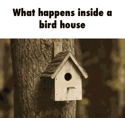 house bird GIF