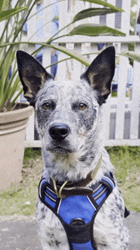 SundaySauceEdits farrm dog blue creed meme GIF