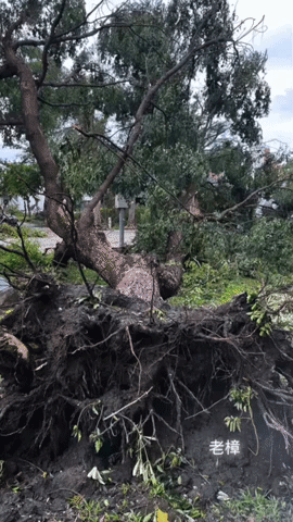 Typhoon Haikui Uproots Trees in Taiwan