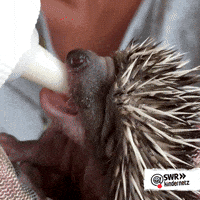 Tiere Bis Unters Dach Baby GIF by SWR Kindernetz