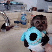 monkey pet GIF