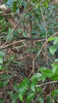 Snake Catcher Removes Reptiles