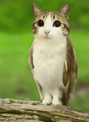 MeowlNewSoul giphyattribution cat meme giphycreatortest GIF