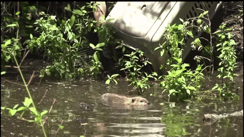 lbribiescas giphyupload GIF