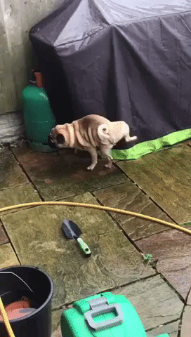 coolest way to piss GIF