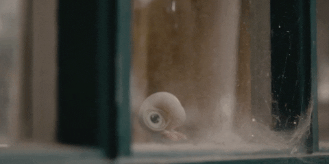 Looking Out Marcel The Shell With Shoes On GIF by A24