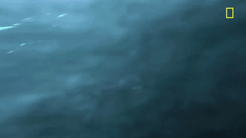 Nat Geo Ocean GIF by National Geographic Channel
