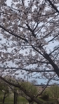 Cherry Blossoms Spring Into Season in Washington