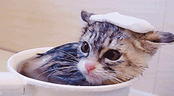 kitten GIF