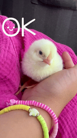 Chicken Yes GIF