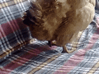 breakfast honey GIF