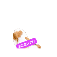 Cavalierkingcharlesspaniel Sticker
