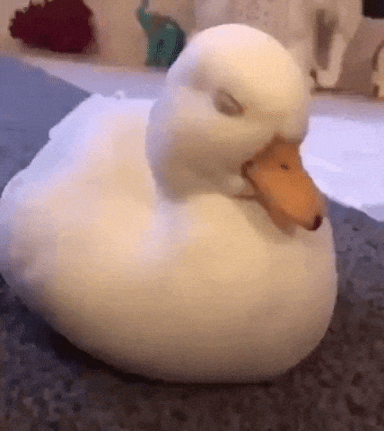 cuteanimalland giphyupload GIF