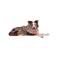 Aussie Sticker by Geekster Pets