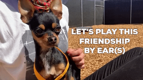 Chihuahua Shelter Dog GIF by Peninsula Humane Society & SPCA