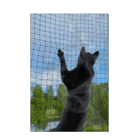 Cats Funny Cat Sticker