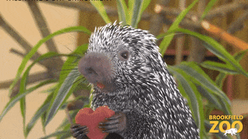 Valentines Love GIF by Brookfield Zoo