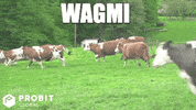 Crypto Bitcoin GIF by ProBit Global