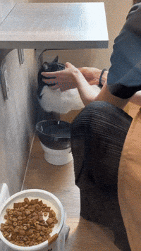 台北貓旅館 GIF by Choc Ye