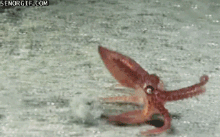 octopus running GIF by Cheezburger
