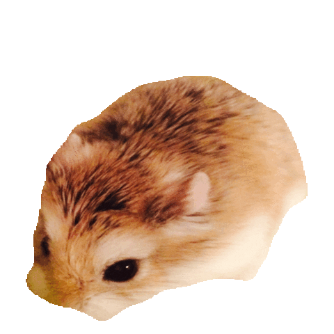 hamsters STICKER by imoji