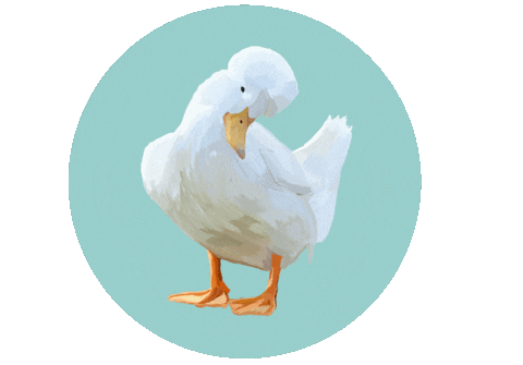 Duck Sticker