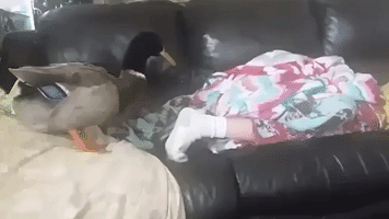 Boy Spends His Sunday Mornings Watching TV With His Pet Duck