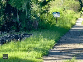 Enormous Alligator Lumbers Across Florida Road