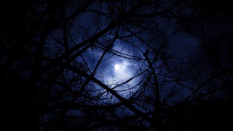 thewolfamongus giphyupload GIF