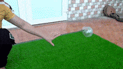 ExperimenMeatGrinder funny candy meat experiment GIF