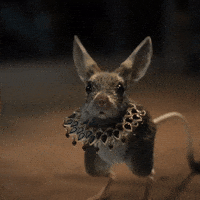 Netflix Running GIF by Telfaz11