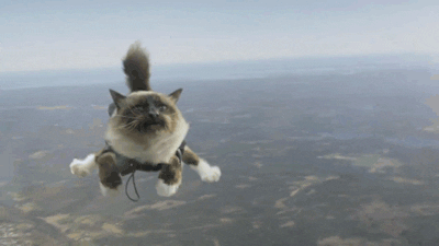 cat skydiving GIF