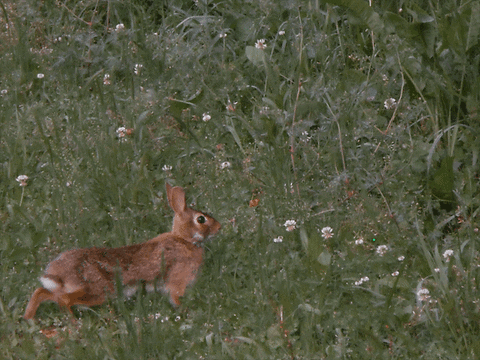 Rabbit GIF by Trevor Anderson