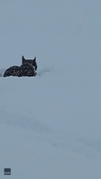 French Bulldog Bounds Through Snow