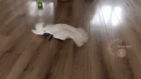 Cockatoo Does Mysterious Drawing With Invisible Marker
