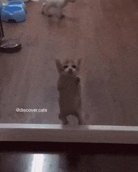 Kitten Spider GIF by JustViral.Net