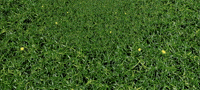 Grass field