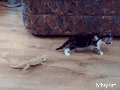cat lizard GIF