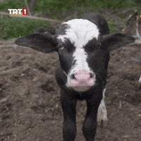 Sinirli Kızgın GIF by TRT