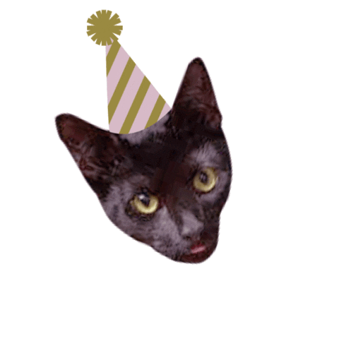 minmoostudio cat partycat minmoostudio sumisoo Sticker